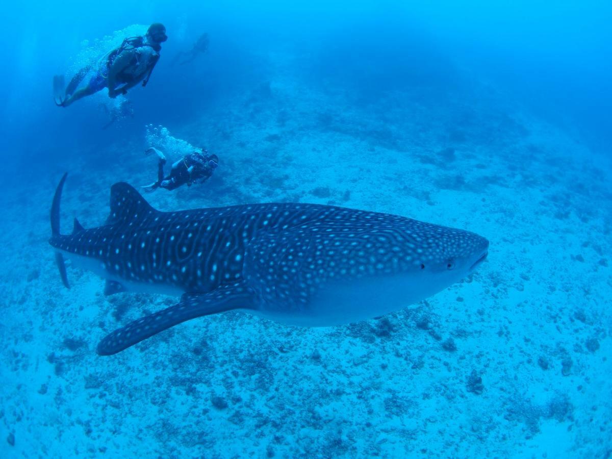 Atollkey Beach Villa Dhigurah  Buitenkant foto